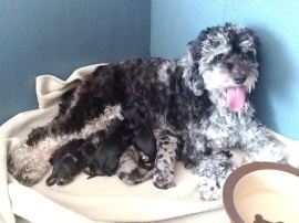 Rosie with a beautiful litter