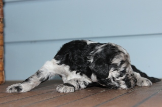 patches 2 weeks (14)